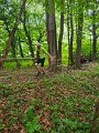 Frydlant_nad_Ostravici_30052026_04